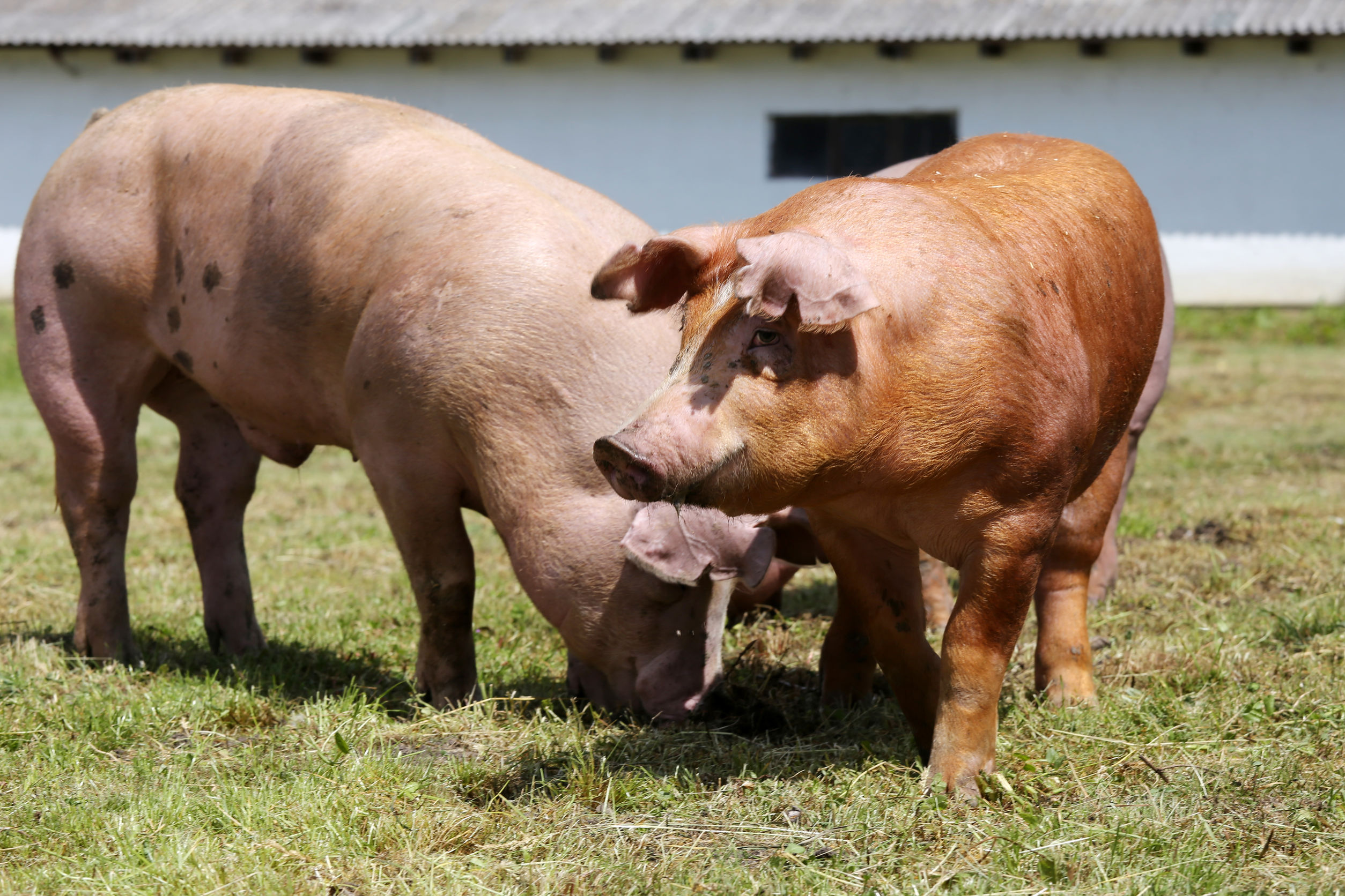 Schweine Zwei Schweine stehen auf der Wiese vor einem Gebäude.