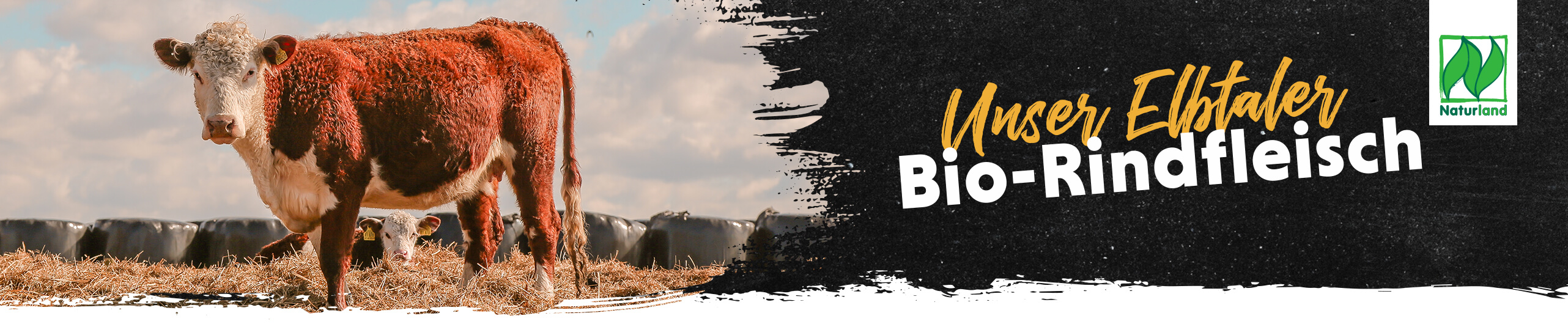 Bio-Rindfleisch Rind steht im Stroh vor Silageballen. Auf dem Bild steht die Überschrift "Unser Elbtaler Bio-Rindfleisch".