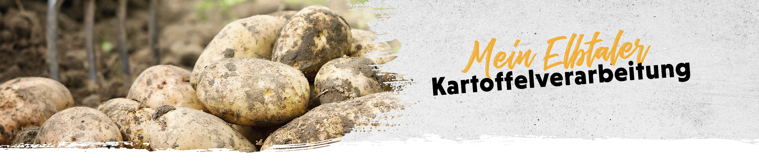 Kartoffelverarbeitung Mehrere von Erde beschmutzte Kartoffeln liegen auf dem Feld, im Hintergrund ist eine Forke zu sehen. Auf dem Bild steht die Überschrift "Mein Elbtaler Kartoffelverarbeitung".