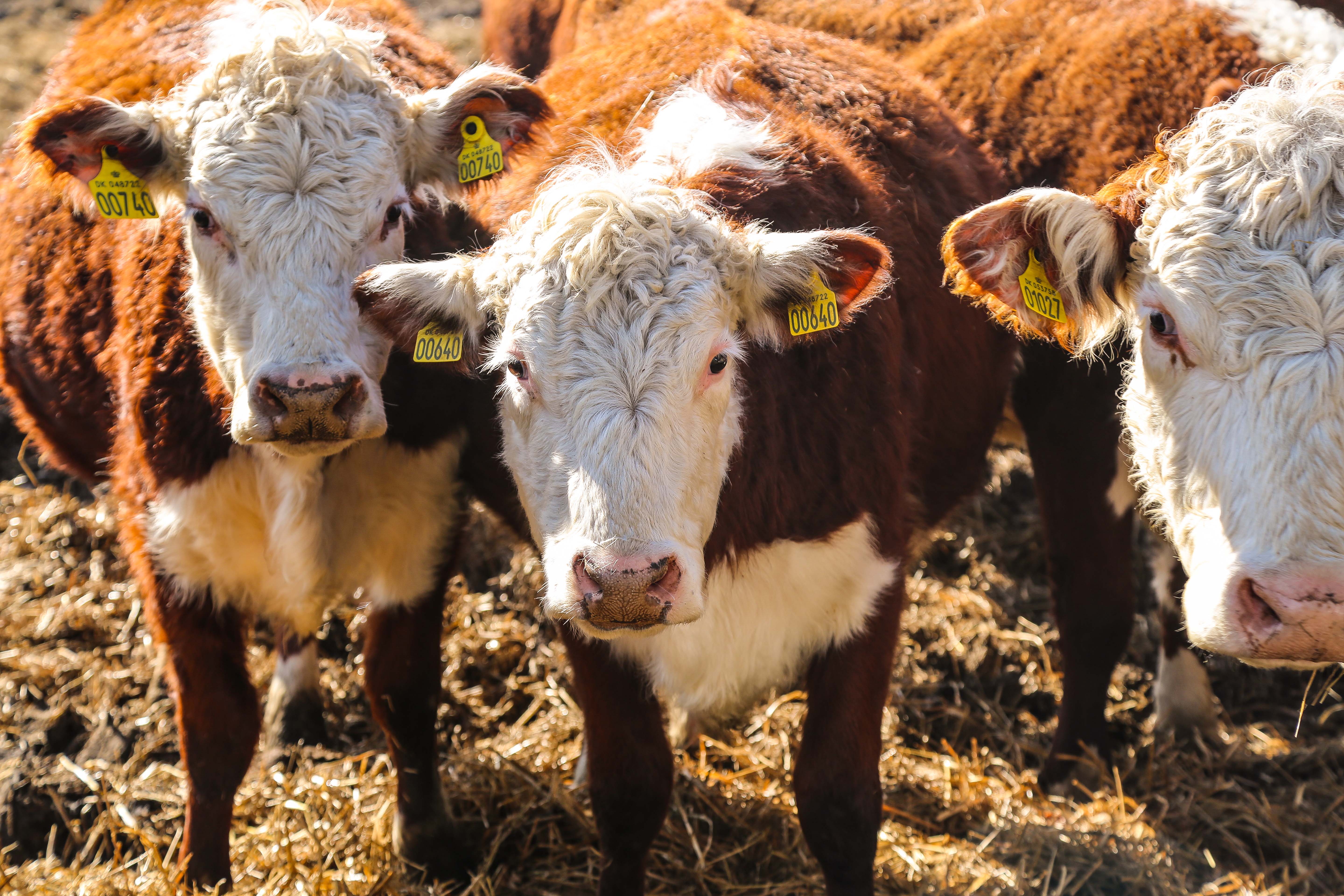Weiderind Drei Hereford-Rinder stehen auf der Wiese und gucken in die Kamera.