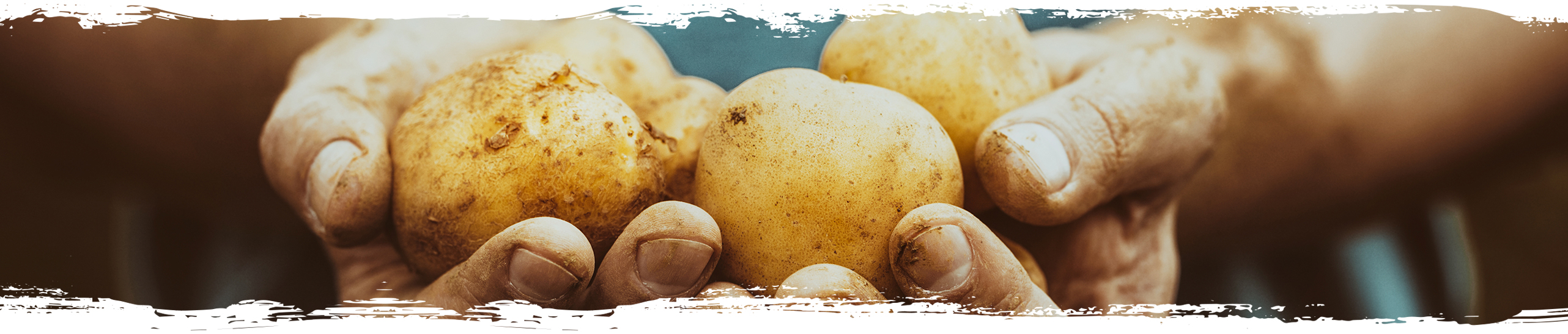 Trenner Landwirtschaft Kartoffeln gehalten von zwei mit Erde beschmutzten Männerhänden.